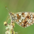 Small Pearl-bordered Fritillary - Boloria selene | Fotografijos autorius : Žilvinas Pūtys | © Macronature.eu | Macro photography web site