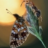 Small Pearl-bordered Fritillary - Boloria selene | Fotografijos autorius : Arūnas Eismantas | © Macronature.eu | Macro photography web site