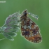 Small Pearl-bordered Fritillary - Boloria selene | Fotografijos autorius : Darius Baužys | © Macronature.eu | Macro photography web site