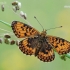 Small Pearl-bordered Fritillary - Boloria selene | Fotografijos autorius : Arūnas Eismantas | © Macronature.eu | Macro photography web site