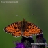 Small Pearl-bordered Fritillary - Boloria selene | Fotografijos autorius : Romas Ferenca | © Macronature.eu | Macro photography web site