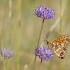 Small Pearl-bordered Fritillary - Boloria selene | Fotografijos autorius : Rasa Gražulevičiūtė | © Macronature.eu | Macro photography web site