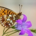 Small Pearl-bordered Fritillary - Boloria selene | Fotografijos autorius : Vaida Paznekaitė | © Macronature.eu | Macro photography web site