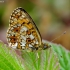 Small Pearl-bordered Fritillary - Boloria selene | Fotografijos autorius : Romas Ferenca | © Macronature.eu | Macro photography web site