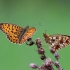 Small Pearl-bordered Fritillary - Bolorija selene | Fotografijos autorius : Zita Gasiūnaitė | © Macronature.eu | Macro photography web site