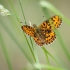 Small Pearl-bordered Fritillary | Fotografijos autorius : Saulius Drazdauskas | © Macronature.eu | Macro photography web site