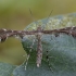 Small Plume Moth - Oxyptilus parvidactyla | Fotografijos autorius : Žilvinas Pūtys | © Macronature.eu | Macro photography web site