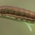 Flame Shoulder - Ochropleura plecta, caterpillar | Fotografijos autorius : Gintautas Steiblys | © Macronature.eu | Macro photography web site