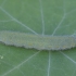 Small White - Pieris rapae, caterpillar | Fotografijos autorius : Žilvinas Pūtys | © Macronature.eu | Macro photography web site