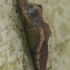 Small White - Pieris rapae, pupa | Fotografijos autorius : Gintautas Steiblys | © Macronature.eu | Macro photography web site