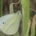 Small White - Pieris rapae | Fotografijos autorius : Gintautas Steiblys | © Macronature.eu | Macro photography web site