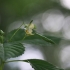 Smulkiažiedė sprigė - Impatiens parviflora | Fotografijos autorius : Agnė Našlėnienė | © Macronature.eu | Macro photography web site