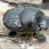 Small black-and-brown dung beetle - Onthophagus nuchicornis ♂ | Fotografijos autorius : Kazimieras Martinaitis | © Macronature.eu | Macro photography web site