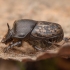 Small black-and-brown dung beetle - Onthophagus nuchicornis ♂ | Fotografijos autorius : Žilvinas Pūtys | © Macronature.eu | Macro photography web site