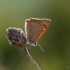 Mažasis auksinukas - Lycaena phlaeas  | Fotografijos autorius : Eglė Vičiuvienė | © Macronature.eu | Macro photography web site