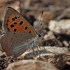 Small copper - Lycaena phlaeas | Fotografijos autorius : Gintautas Steiblys | © Macronature.eu | Macro photography web site