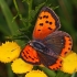 Small copper - Lycaena phlaeas | Fotografijos autorius : Gintautas Steiblys | © Macronature.eu | Macro photography web site