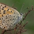 Mažasis auksinukas - Lycaena phlaeas | Fotografijos autorius : Gintautas Steiblys | © Macronature.eu | Macro photography web site