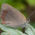 Mažasis auksinukas - Lycaena phlaeas | Fotografijos autorius : Žilvinas Pūtys | © Macronature.eu | Macro photography web site