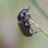 Small dung beetle - Volinus sticticus | Fotografijos autorius : Romas Ferenca | © Macronature.eu | Macro photography web site