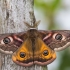 Small emperor moth - Eudia pavonia  | Fotografijos autorius : Dalia Račkauskaitė | © Macronature.eu | Macro photography web site