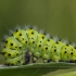 Small emperor moth - Eudia pavonia | Fotografijos autorius : Dalia Račkauskaitė | © Macronature.eu | Macro photography web site