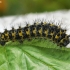 Small emperor moth - Saturnia pavonia, catterpilar | Fotografijos autorius : Vytautas Gluoksnis | © Macronature.eu | Macro photography web site