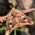 Small emperor moth - Saturnia pavonia | Fotografijos autorius : Ramunė Vakarė | © Macronature.eu | Macro photography web site