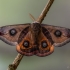 Small emperor moth - Saturnia pavonia | Fotografijos autorius : Eglė Vičiuvienė | © Macronature.eu | Macro photography web site