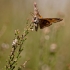 Small emperor moth - Saturnia pavonia | Fotografijos autorius : Zita Gasiūnaitė | © Macronature.eu | Macro photography web site