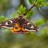 Small emperor moth - Saturnia pavonia | Fotografijos autorius : Eglė Vičiuvienė | © Macronature.eu | Macro photography web site