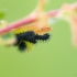 Small emperor moth - Saturnia pavonia | Fotografijos autorius : Eglė Vičiuvienė | © Macronature.eu | Macro photography web site