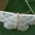 Small fan-footed wave - Idaea biselata | Fotografijos autorius : Gintautas Steiblys | © Macronature.eu | Macro photography web site