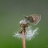 Small heath - Coenonympha pamphilus | Fotografijos autorius : Eglė Vičiuvienė | © Macronature.eu | Macro photography web site