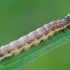 Small quaker - Orthosia cruda, caterpillar | Fotografijos autorius : Gintautas Steiblys | © Macronature.eu | Macro photography web site
