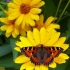 Small tortoiseshell - Aglais urticae | Fotografijos autorius : Darius Baužys | © Macrogamta.lt | Šis tinklapis priklauso bendruomenei kuri domisi makro fotografija ir fotografuoja gyvąjį makro pasaulį.