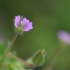 Small-flowered Crane's-bill - Geranium pusillum | Fotografijos autorius : Agnė Našlėnienė | © Macronature.eu | Macro photography web site