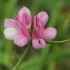 Small-flowered crown-vetch - Securigera parviflora | Fotografijos autorius : Gintautas Steiblys | © Macrogamta.lt | Šis tinklapis priklauso bendruomenei kuri domisi makro fotografija ir fotografuoja gyvąjį makro pasaulį.