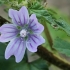 Smaller tree-mallow - Malva multiflora | Fotografijos autorius : Gintautas Steiblys | © Macronature.eu | Macro photography web site