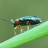 Smilginukas - Oulema sp. | Fotografijos autorius : Vidas Brazauskas | © Macrogamta.lt | Šis tinklapis priklauso bendruomenei kuri domisi makro fotografija ir fotografuoja gyvąjį makro pasaulį.