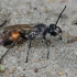 Didžioji smiltvapsvė - Sphex funerarius ♂ | Fotografijos autorius : Gintautas Steiblys | © Macrogamta.lt | Šis tinklapis priklauso bendruomenei kuri domisi makro fotografija ir fotografuoja gyvąjį makro pasaulį.