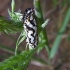 Smiltyninė šaškytė - Melitaea didyma, lėliukė | Fotografijos autorius : Vitalijus Bačianskas | © Macrogamta.lt | Šis tinklapis priklauso bendruomenei kuri domisi makro fotografija ir fotografuoja gyvąjį makro pasaulį.