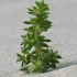 Smiltyninė druskė - Salsola kali | Fotografijos autorius : Gintautas Steiblys | © Macrogamta.lt | Šis tinklapis priklauso bendruomenei kuri domisi makro fotografija ir fotografuoja gyvąjį makro pasaulį.