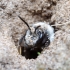Smiltbitė - Andrena cineraria | Fotografijos autorius : Romas Ferenca | © Macrogamta.lt | Šis tinklapis priklauso bendruomenei kuri domisi makro fotografija ir fotografuoja gyvąjį makro pasaulį.