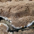 Smoky bracket - Bjerkandera adusta | Fotografijos autorius : Gintautas Steiblys | © Macronature.eu | Macro photography web site