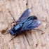 Smoky-winged Woodlouse-fly - Melanophora roralis ♀ | Fotografijos autorius : Romas Ferenca | © Macronature.eu | Macro photography web site