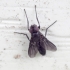 Smoky-winged Woodlouse-fly - Melanophora roralis ♂ | Fotografijos autorius : Romas Ferenca | © Macronature.eu | Macro photography web site