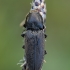 Smulkiaspragšis - Cardiophorus asellus | Fotografijos autorius : Žilvinas Pūtys | © Macrogamta.lt | Šis tinklapis priklauso bendruomenei kuri domisi makro fotografija ir fotografuoja gyvąjį makro pasaulį.