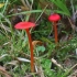 Smulkioji guotenė - Hygrocybe miniata | Fotografijos autorius : Vytautas Gluoksnis | © Macrogamta.lt | Šis tinklapis priklauso bendruomenei kuri domisi makro fotografija ir fotografuoja gyvąjį makro pasaulį.