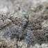 Smulkusis sprindytis - Gymnoscelis rufifasciata | Fotografijos autorius : Gintautas Steiblys | © Macrogamta.lt | Šis tinklapis priklauso bendruomenei kuri domisi makro fotografija ir fotografuoja gyvąjį makro pasaulį.